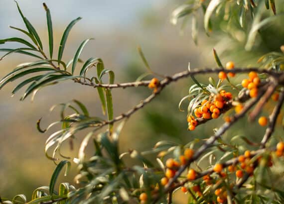 omega 7 beneficii