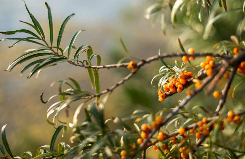 Omega 7 – Beneficii, Cel Mai Bogat Aliment