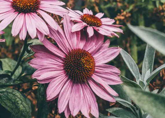 Echinacea