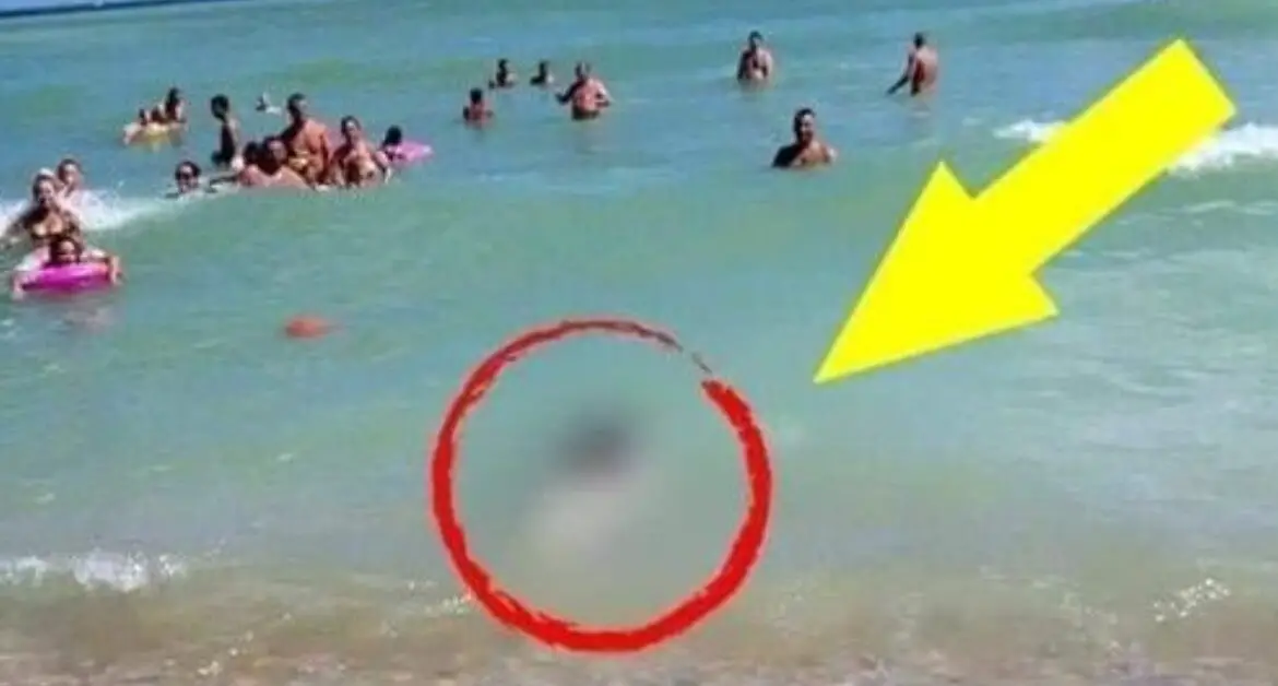 Surpriză la Costinești: Un Delfin Rănit Aduse la Mal de Valuri