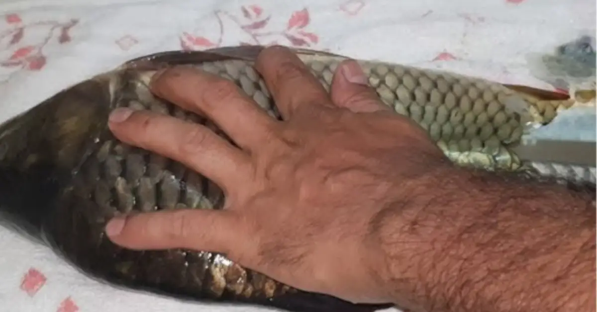 Cum să cureți rapid peștele fără să folosești cuțitul
