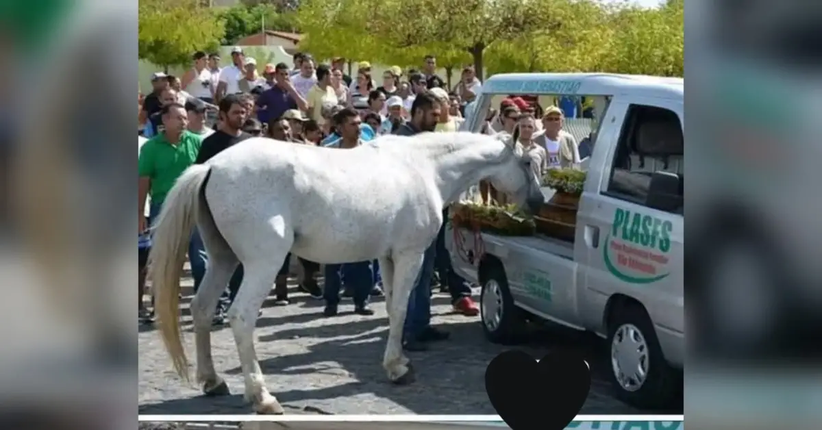 Loialitate până la sfârșit: Calul care și-a condus stăpânul pe ultimul drum